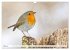 Geliebtes Rotkehlchen (Wandkalender... - Bild 9