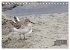 Limikolen - Watvögel Europas... - Bild 5