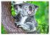 Koalas - Kuscheliges Symbol Australiens... - Bild 15