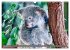 Koalas - Kuscheliges Symbol Australiens... - Bild 4