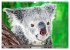 Koalas - Kuscheliges Symbol Australiens... - Bild 5