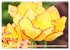 Tulpen. Zauberhafte Blütenpracht... - Bild 11