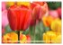 Tulpen. Zauberhafte Blütenpracht... - Bild 3