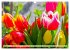 Tulpen. Zauberhafte Blütenpracht... - Bild 10