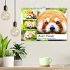 Roter Panda. Die superknuddeligen... - Bild 2