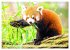 Roter Panda. Die superknuddeligen... - Bild 11