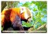 Roter Panda. Die superknuddeligen... - Bild 13
