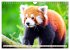 Roter Panda. Die superknuddeligen... - Bild 14