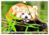 Roter Panda. Die superknuddeligen... - Bild 15