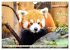 Roter Panda. Die superknuddeligen... - Bild 3
