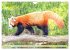 Roter Panda. Die superknuddeligen... - Bild 4