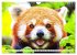 Roter Panda. Die superknuddeligen... - Bild 5