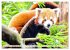 Roter Panda. Die superknuddeligen... - Bild 7