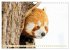 Roter Panda. Die superknuddeligen... - Bild 8