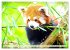 Roter Panda. Die superknuddeligen... - Bild 9
