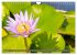 Blumenpracht der Welt (Wandkalender... - Bild 12