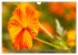 Blumenpracht der Welt (Wandkalender... - Bild 14