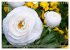 Blumenpracht der Welt (Wandkalender... - Bild 5