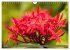 Blumenpracht der Welt (Wandkalender... - Bild 10