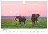 Safari durch Afrika (Wandkalender 2026... - Bild 12