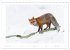 Der Rotfuchs (Wandkalender 2026 DIN A3... - Bild 5