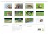 Der Rotfuchs (Wandkalender 2026 DIN A3... - Bild 6
