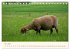 Coburger Fuchsschaf (Tischkalender 2026... - Bild 11