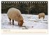 Coburger Fuchsschaf (Tischkalender 2026... - Bild 5
