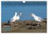 Möwen frech und witzig (Wandkalender... - Bild 3