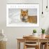 Der Rotfuchs (Wandkalender 2026 DIN A2... - Bild 2