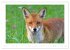 Der Rotfuchs (Wandkalender 2026 DIN A2... - Bild 11