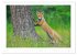 Der Rotfuchs (Wandkalender 2026 DIN A2... - Bild 12