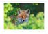 Der Rotfuchs (Wandkalender 2026 DIN A2... - Bild 13