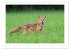 Der Rotfuchs (Wandkalender 2026 DIN A2... - Bild 14