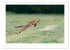 Der Rotfuchs (Wandkalender 2026 DIN A2... - Bild 15