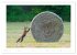 Der Rotfuchs (Wandkalender 2026 DIN A2... - Bild 3