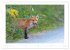 Der Rotfuchs (Wandkalender 2026 DIN A2... - Bild 4