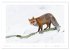 Der Rotfuchs (Wandkalender 2026 DIN A2... - Bild 5