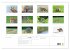 Der Rotfuchs (Wandkalender 2026 DIN A2... - Bild 6