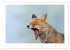 Der Rotfuchs (Wandkalender 2026 DIN A2... - Bild 7