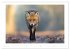 Der Rotfuchs (Wandkalender 2026 DIN A2... - Bild 8