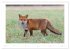 Der Rotfuchs (Wandkalender 2026 DIN A2... - Bild 9