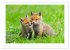 Der Rotfuchs (Wandkalender 2026 DIN A2... - Bild 10