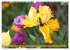 Im Tulpengarten (Wandkalender 2026 DIN... - Bild 13