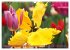 Im Tulpengarten (Wandkalender 2026 DIN... - Bild 3