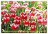 Im Tulpengarten (Wandkalender 2026 DIN... - Bild 4