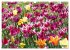 Im Tulpengarten (Wandkalender 2026 DIN... - Bild 5
