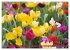 Im Tulpengarten (Wandkalender 2026 DIN... - Bild 9