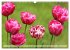Im Tulpengarten (Wandkalender 2026 DIN... - Bild 10