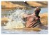 Faszination Afrika: Flusspferde... - Bild 14